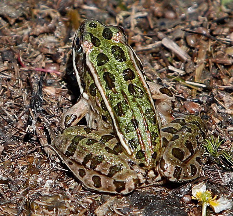 Northern leopard frog